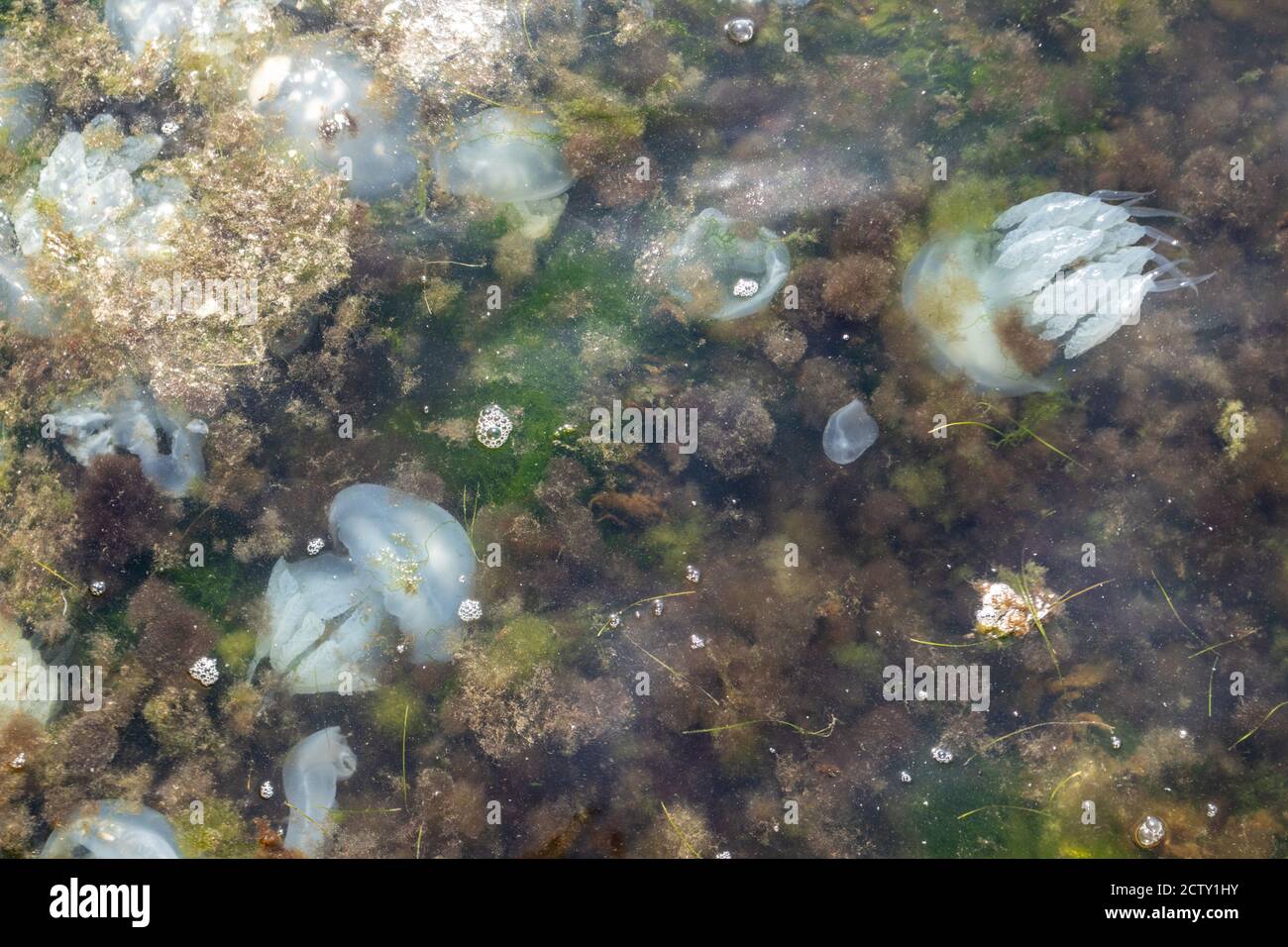 Many big jellyfish floating in the seaweed close to the sea shore Stock