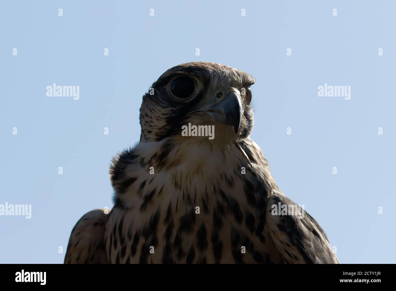 Lanner Falcon, Falco biarmicus, Stock Photo