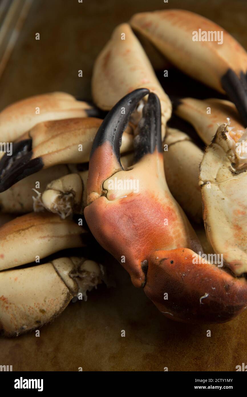 Boiled crab claws from a brown crab, Cancer pagurus, ready to be