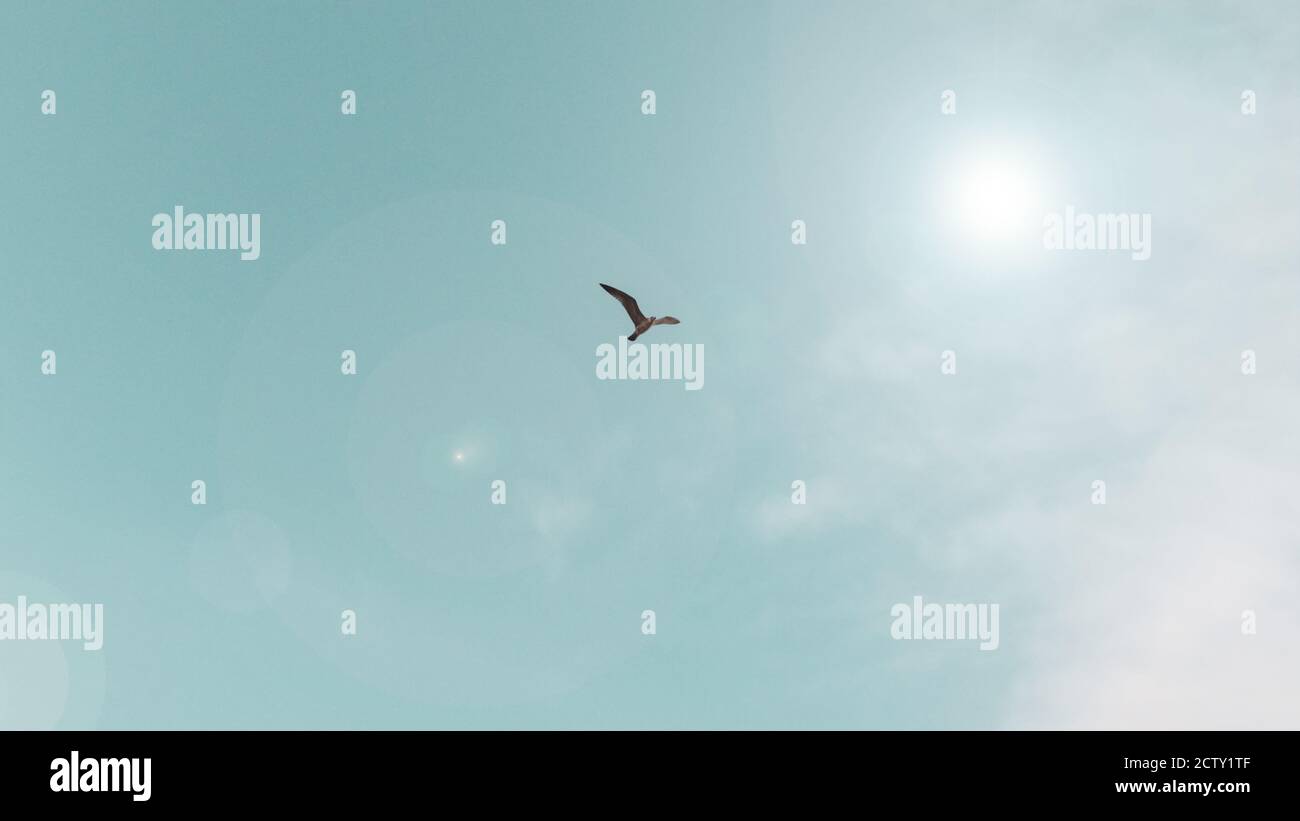 Concepts flying free freedom hi-res stock photography and images - Alamy