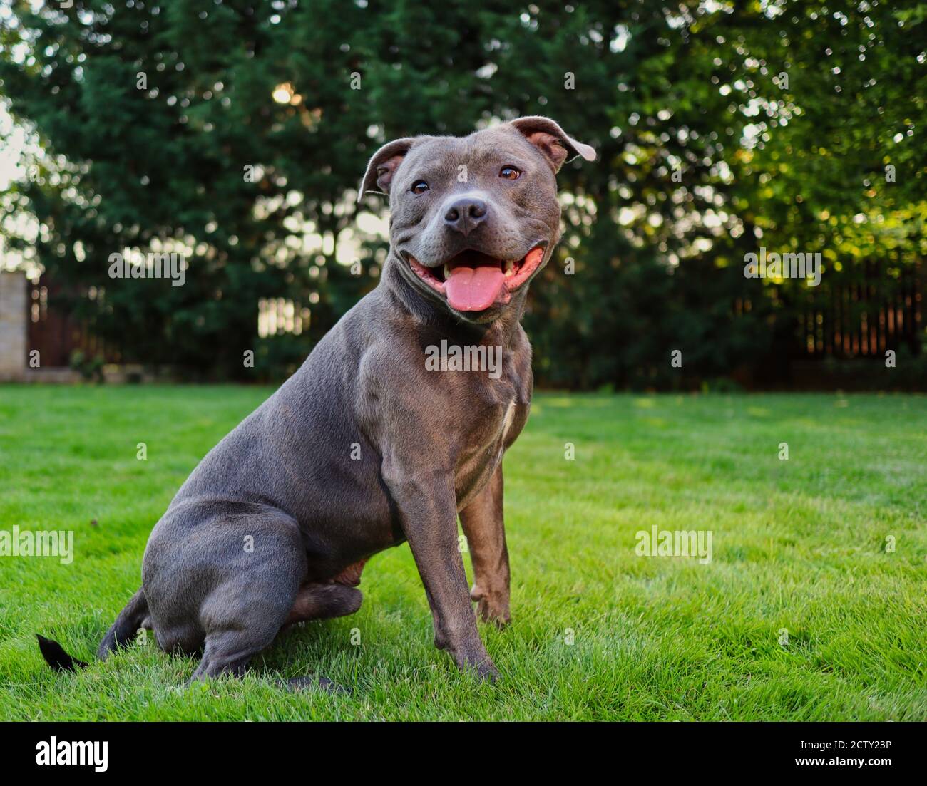 English Staffordshire Bull Terrier Sits in the Garden with Smile on its Face. Happy Blue Staffy Posing on the Lawn. Stock Photo