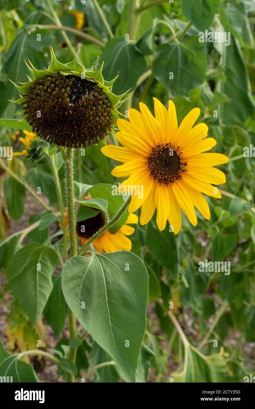Bright yellow sunflower in bloom and another that has gone by blooming Stock Photo