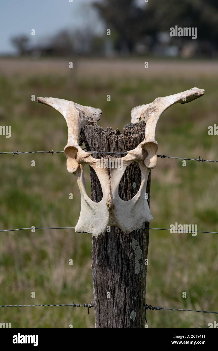 Cow Skull 2 Stock Photo