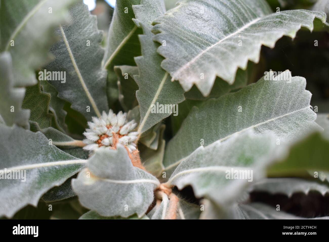 Swamp white oak hi-res stock photography and images - Alamy