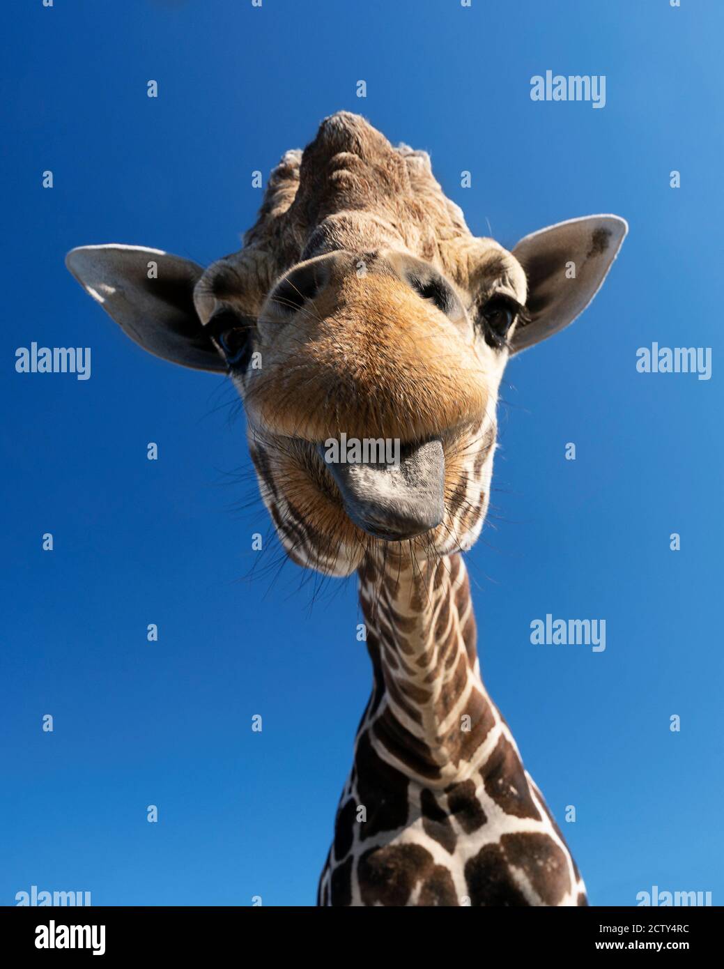 Curious george hi-res stock photography and images - Alamy