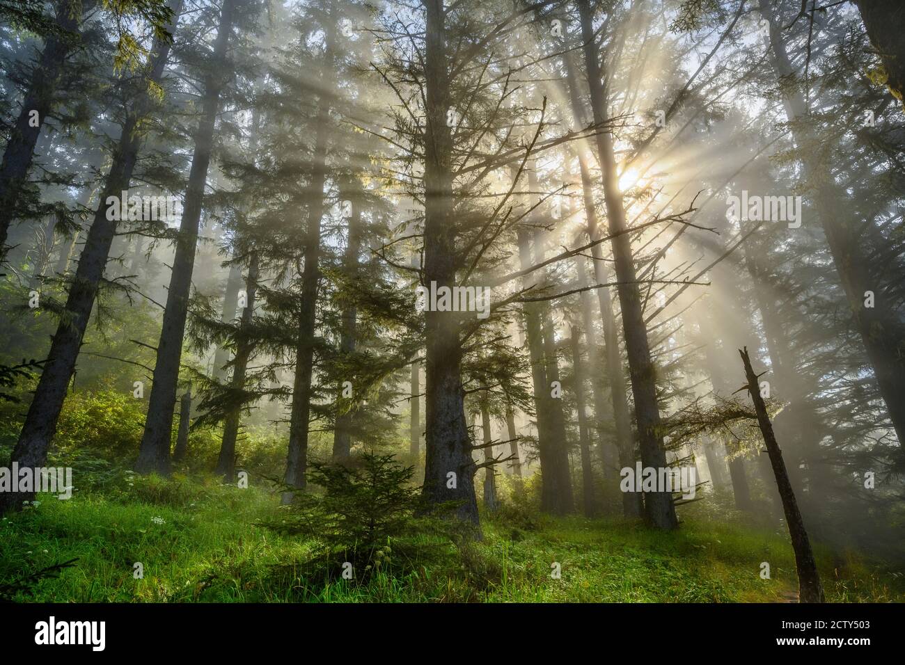 Sun breaking through early morning fog in the forest at Natural Bridges; Samuel H. Boardman State Scenic Corridor, Southern Oregon Coast. Stock Photo