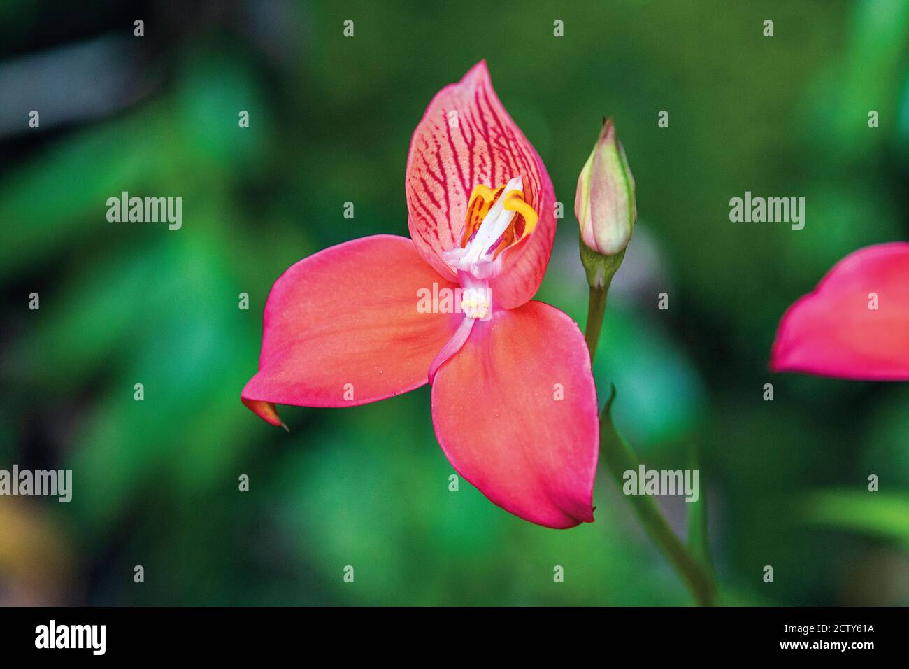 Rare Disa Flower, Cape Town, South Africa Stock Photo