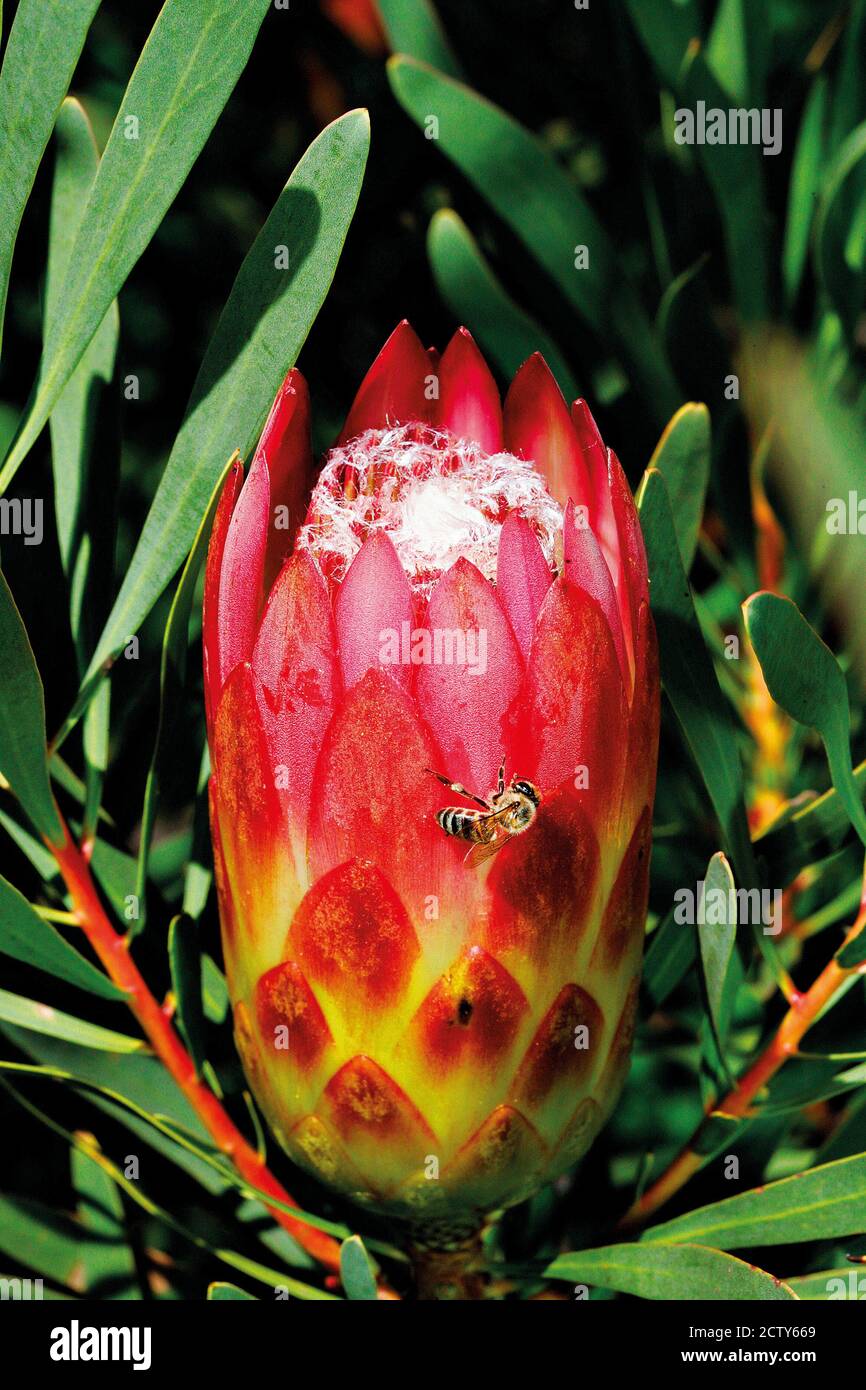 Bee on top of Sugarbush (Protea repens)- Botanical Kirstenbosch Stock Photo