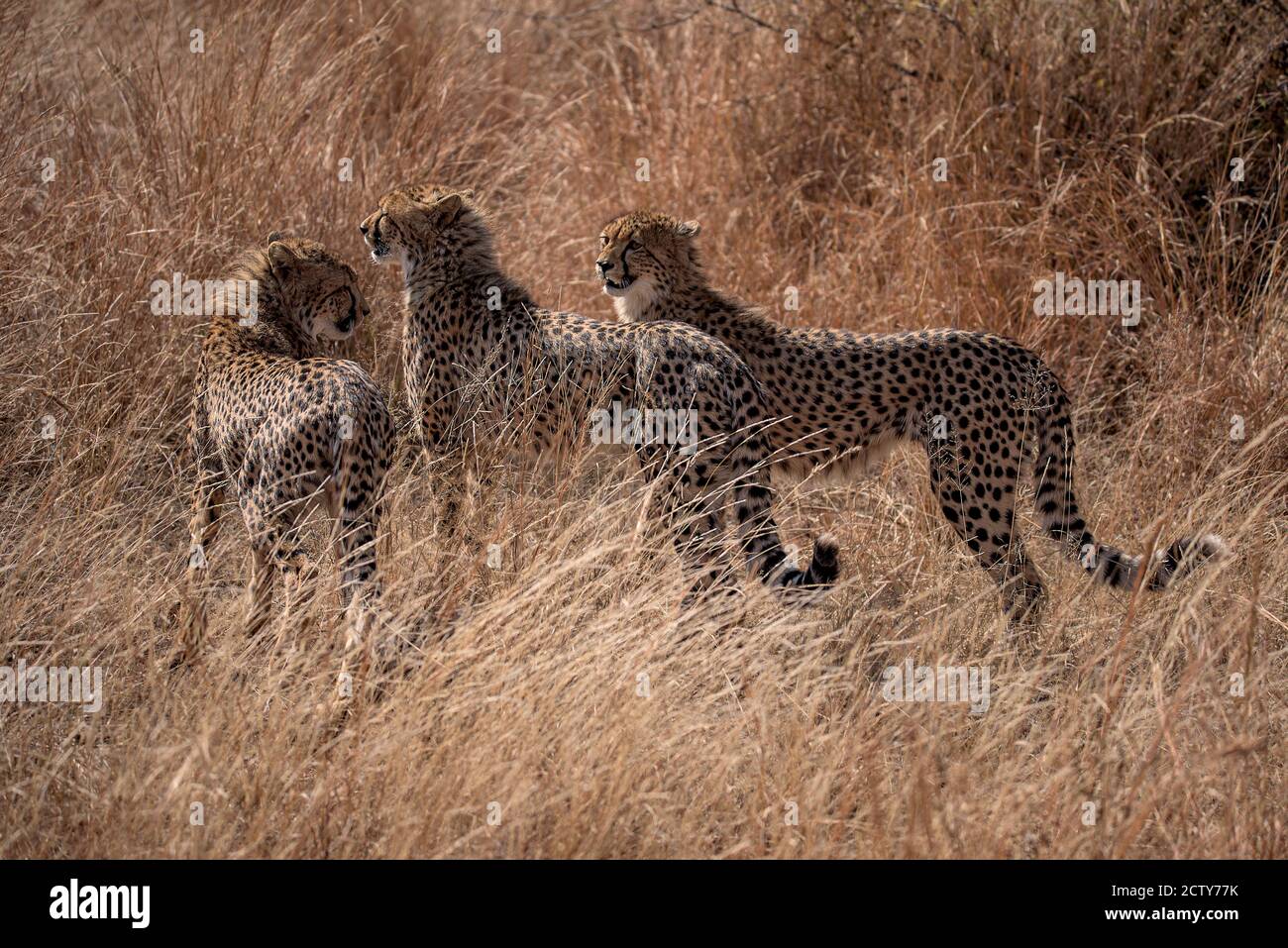 Three Cheetahs on the hunt Stock Photo