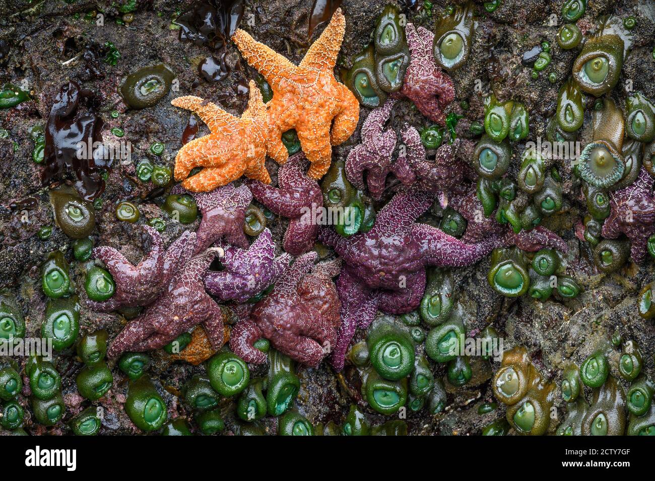 Sea stars and anemones revealed at low tide on the rocks at Myers Creek Area of Pistol River State Park, Southern Oregon Coast. Stock Photo