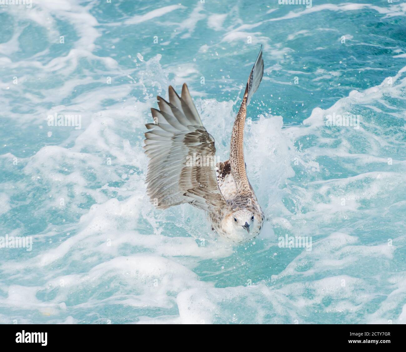 Sea Gull in Flight Stock Photo
