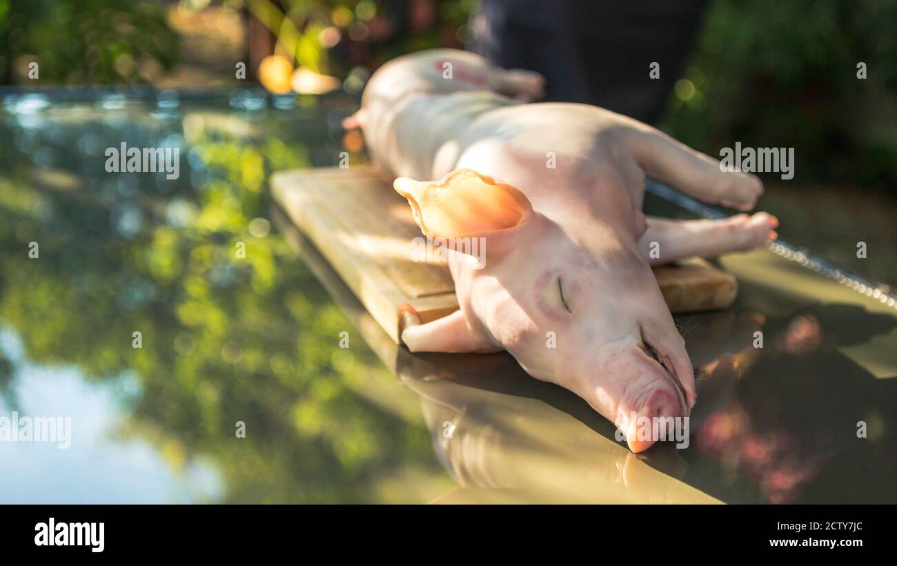 Prepared whole grilled pig in garden house for BBQ. Home cooking of pork at holiday vacations. Close up of piglet roast on a spit, spanish barbecued h Stock Photo