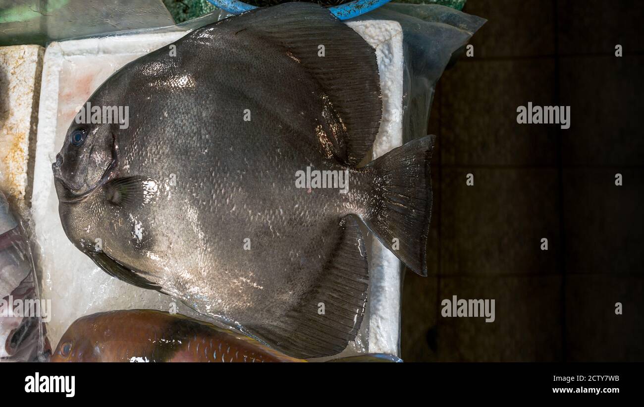 A stall vendor selling live fish and various ingredients in a popular