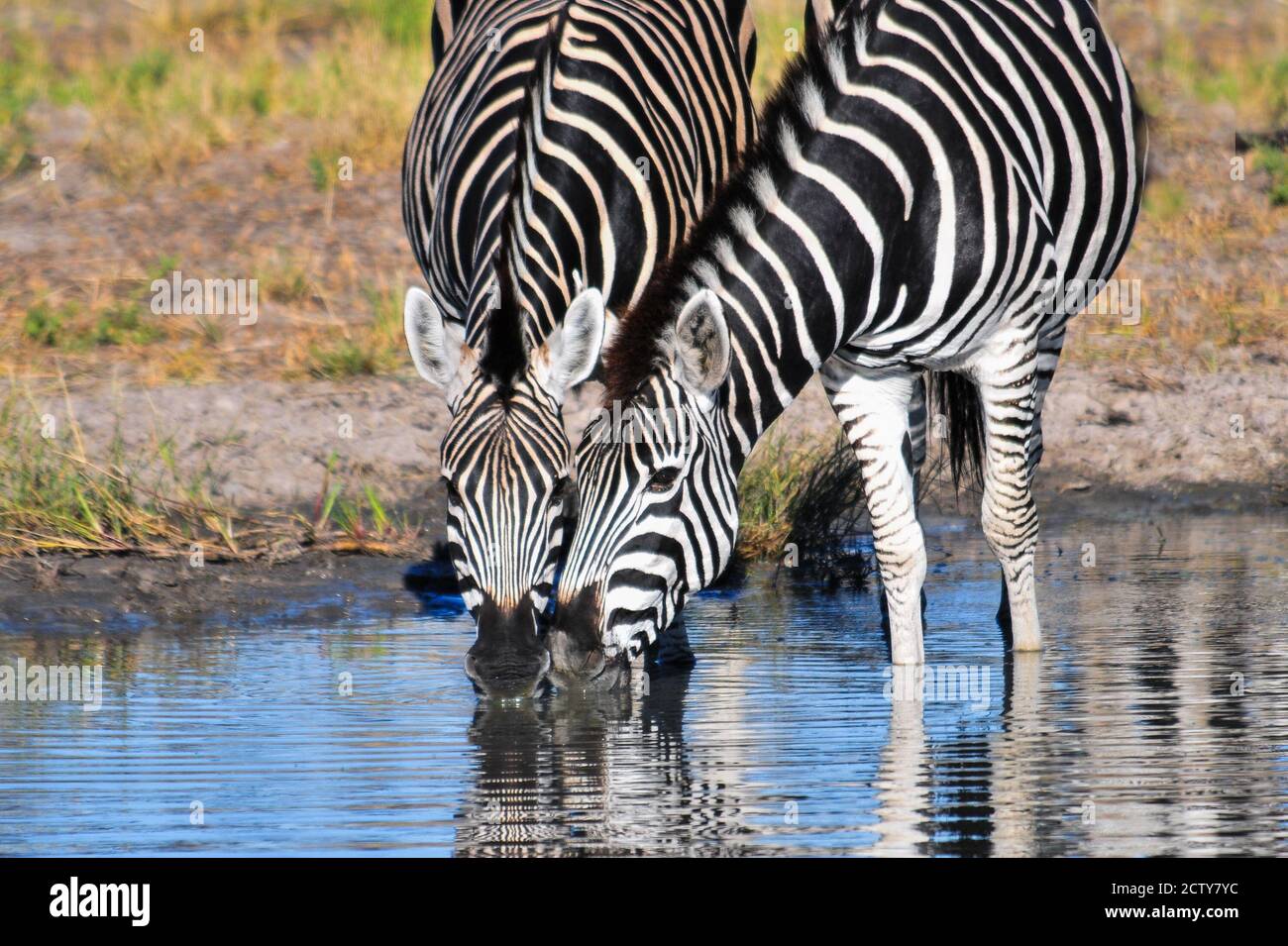 Two black and white African zebras in African bush drinking water.  Okavango, Botswana, Africa safari wildlife and wilderness. Water. Stock Photo