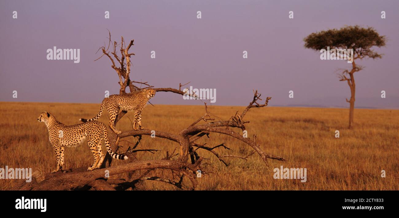 Two wild animals hi-res stock photography and images - Alamy