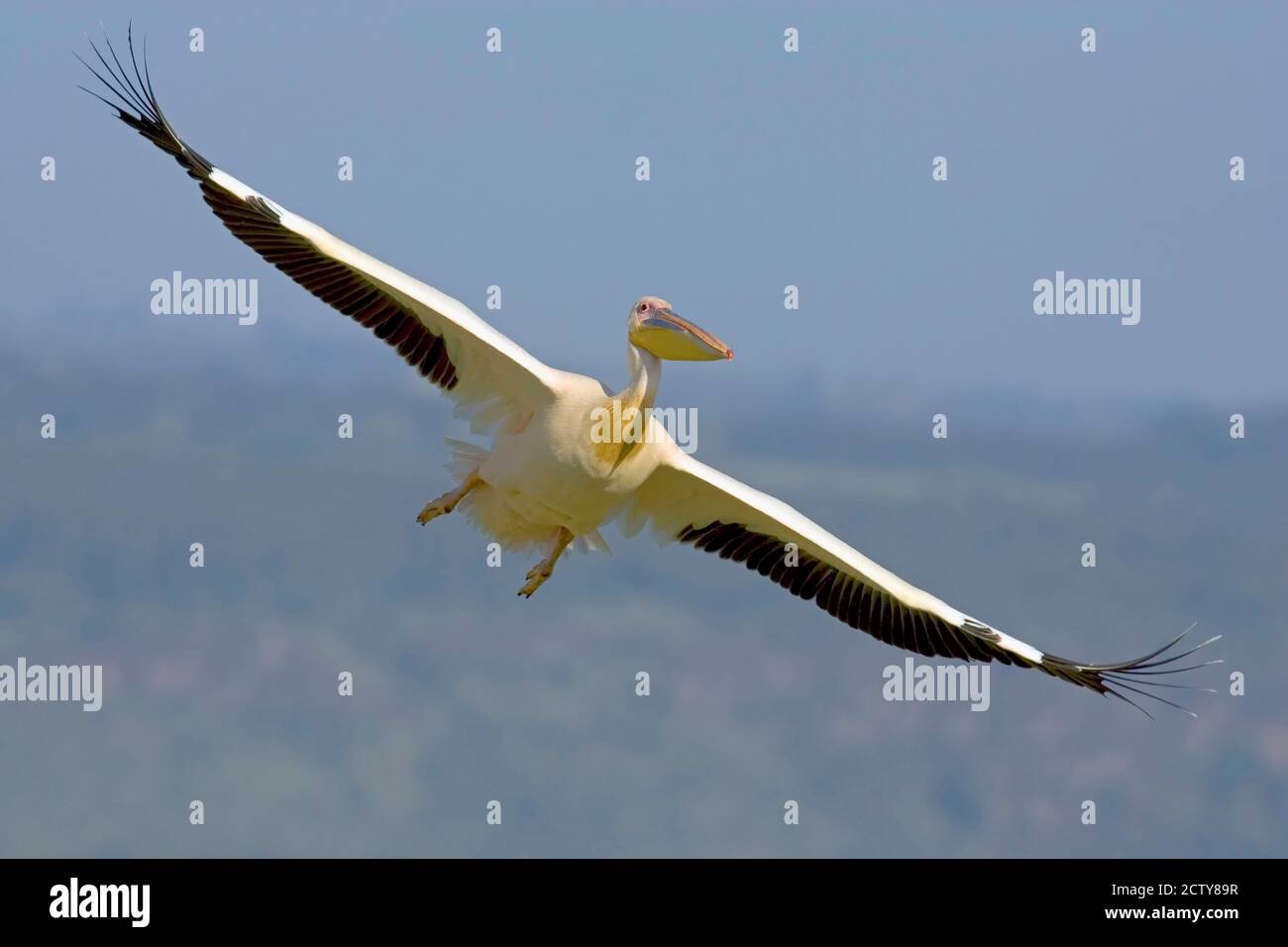 African great white pelican Stock Photo - Alamy