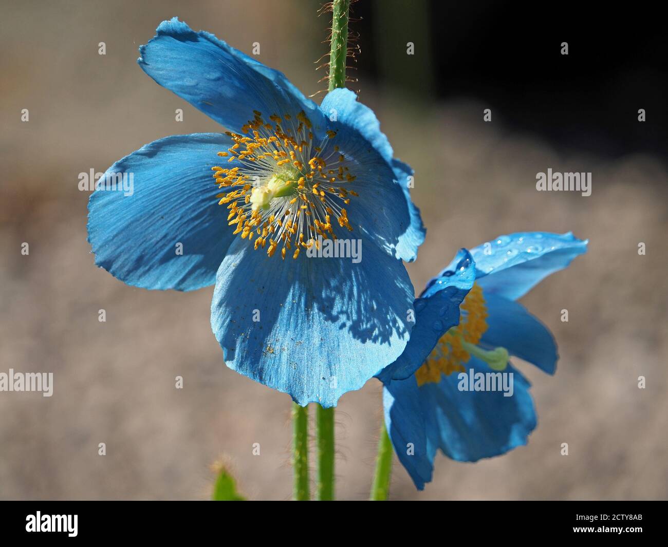 sparkling drops of dew on bright iridescent azure petals of Himalayan Blue Poppy (Meconopsis grandis) with green hairy stems against clear background Stock Photo