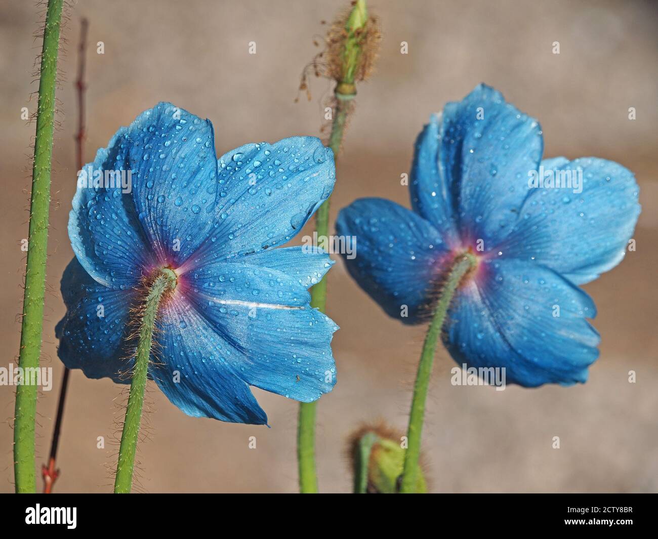 sparkling drops of dew on bright iridescent azure petals of Himalayan Blue Poppy (Meconopsis grandis) with green hairy stems against clear background Stock Photo