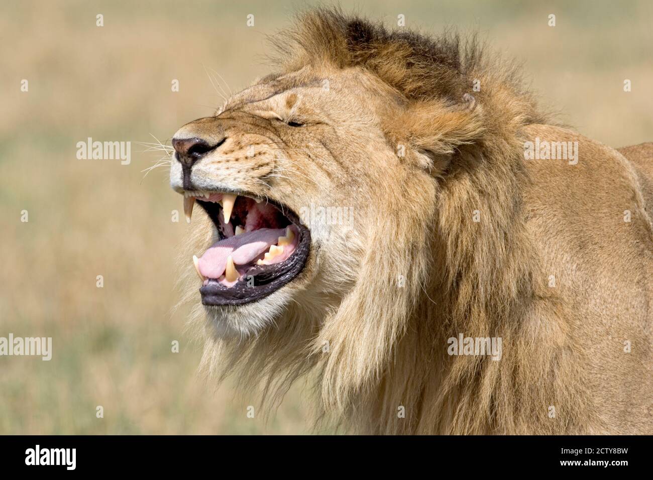 Close-up of a male lion roaring Stock Photo