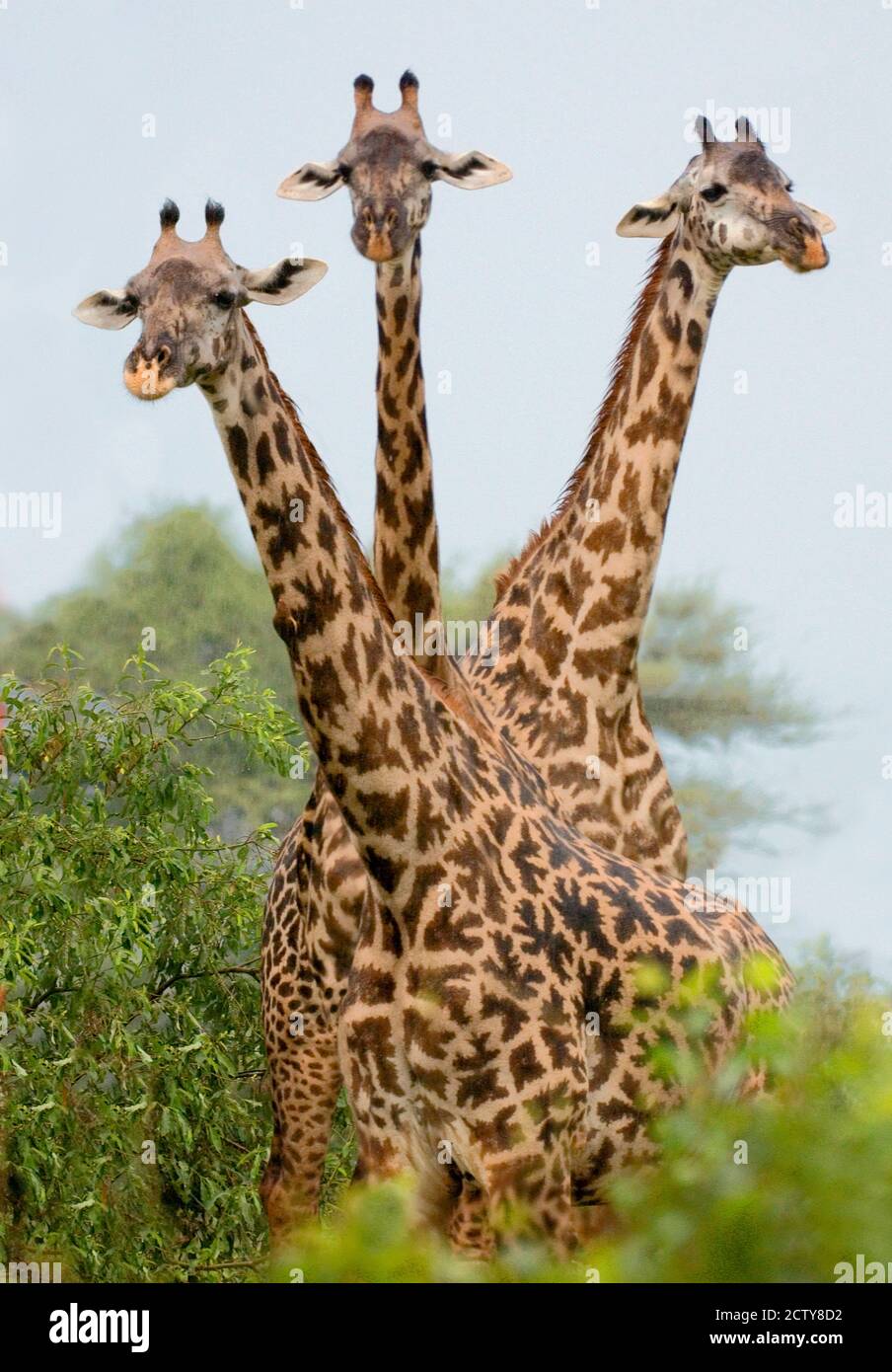 Three Masai giraffe standing in a forest, Lake Manyara, Lake Manyara National Park, Tanzania (Giraffa camelopardalis tippelskirchi) Stock Photo