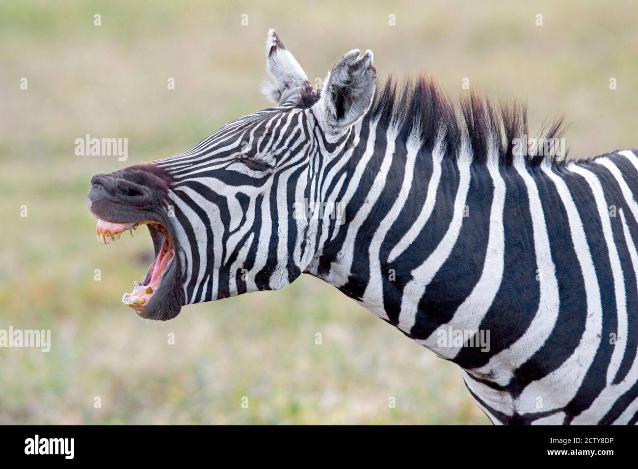 Close-up of a zebra braying, Ngorongoro Crater, Ngorongoro Conservation Area Tanzania Stock Photo