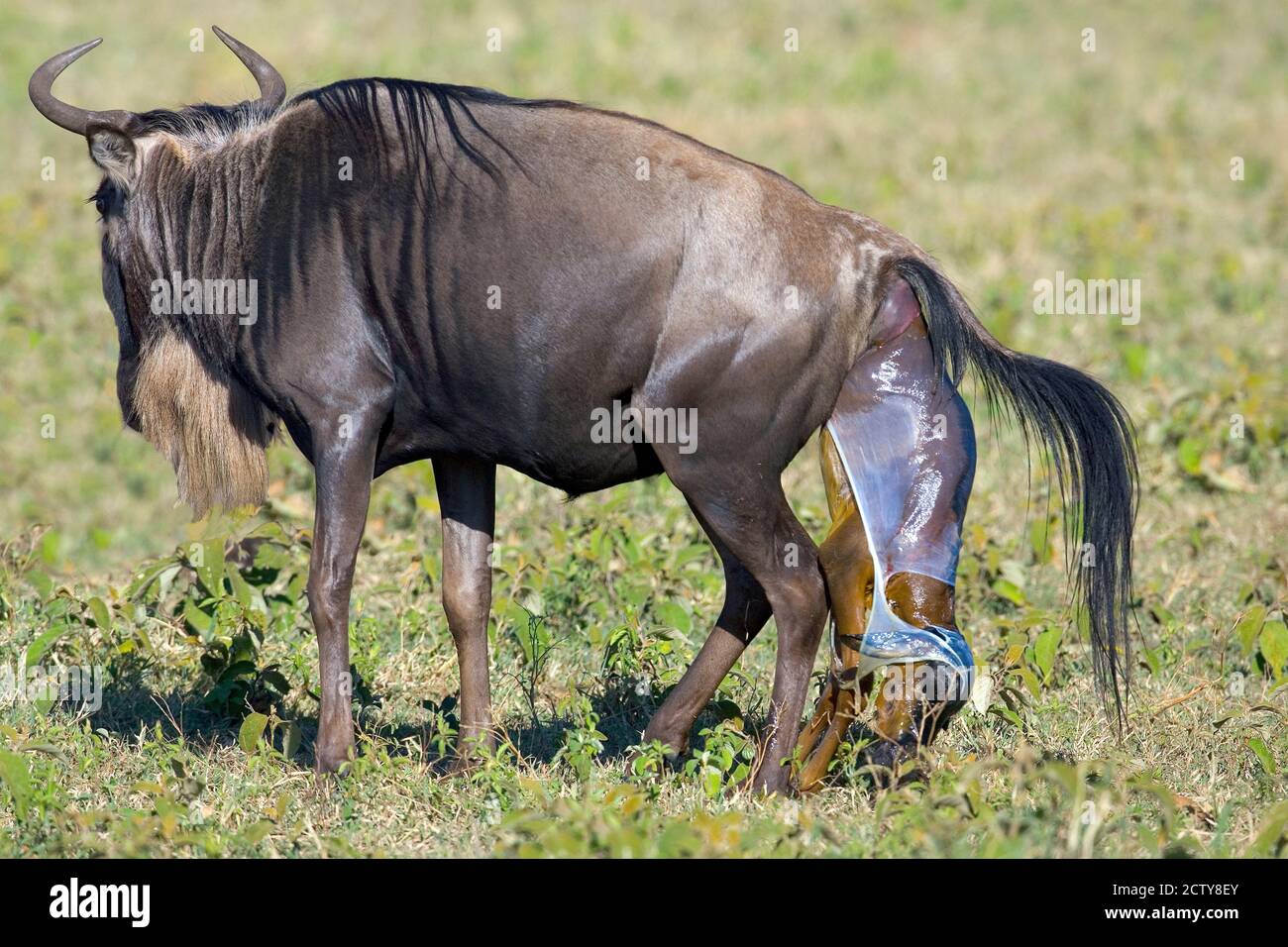 Side profile of a wildebeest giving birth to its calf, Ngorongoro Crater, Ngorongoro Conservation Area, Tanzania Stock Photo