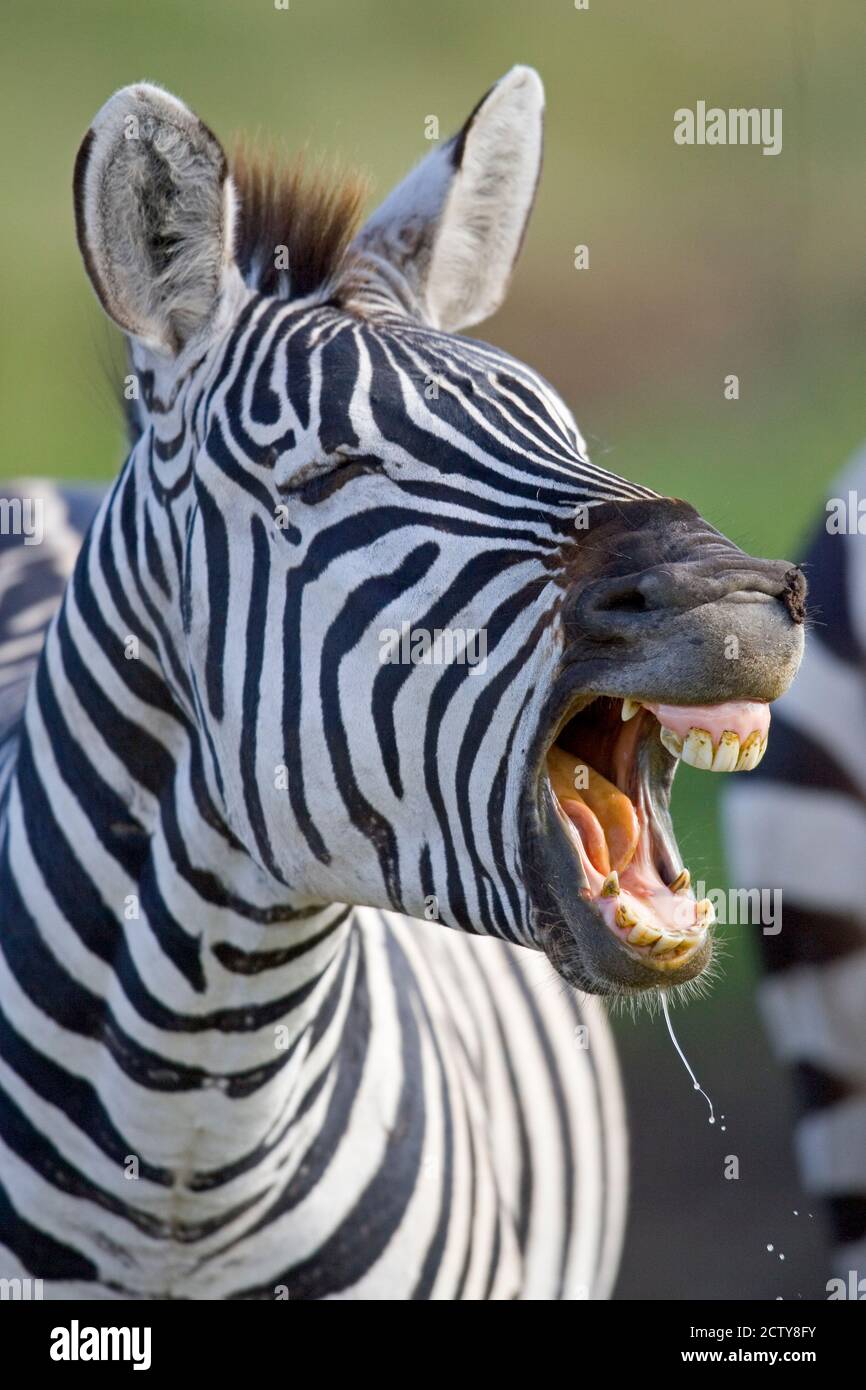 Close-up of a zebra calling, Ngorongoro Crater, Ngorongoro Conservation Area, Tanzania Stock Photo