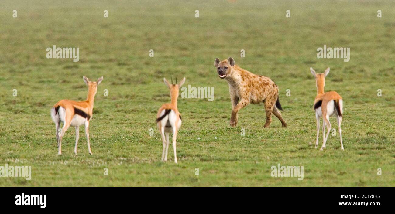 Three Gazelle fawns (Gazella thomsoni) and a Spotted hyena (Crocuta crocuta) in a field, Ngorongoro Conservation Area, Tanzania Stock Photo