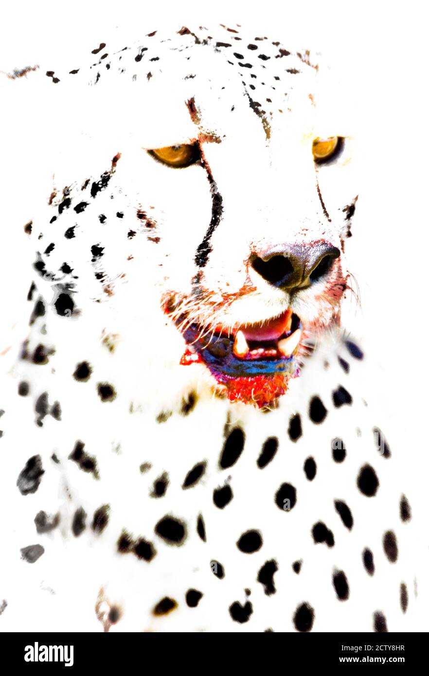 Close-up of a cheetah, Ngorongoro Conservation Area, Arusha Region, Tanzania (Acinonyx jubatus) Stock Photo
