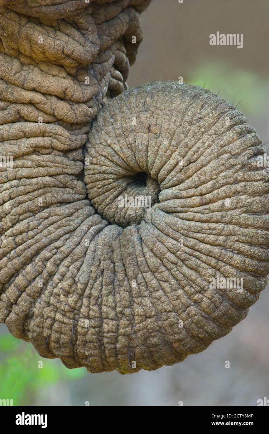 Close-up of an African elephant's trunk, Ngorongoro Crater, Arusha Region, Tanzania (Loxodonta Africana) Stock Photo
