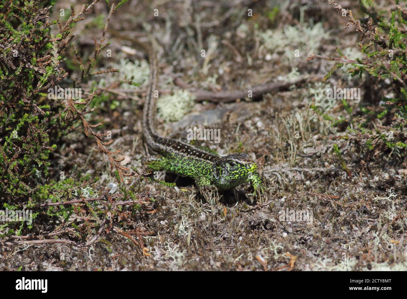 sand lizard (Lacerta agilis Stock Photo - Alamy