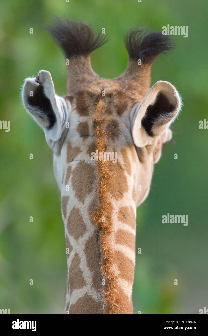 Close-up of a Masai giraffe, Lake Manyara, Arusha Region, Tanzania (Giraffa camelopardalis tippelskirchi) Stock Photo