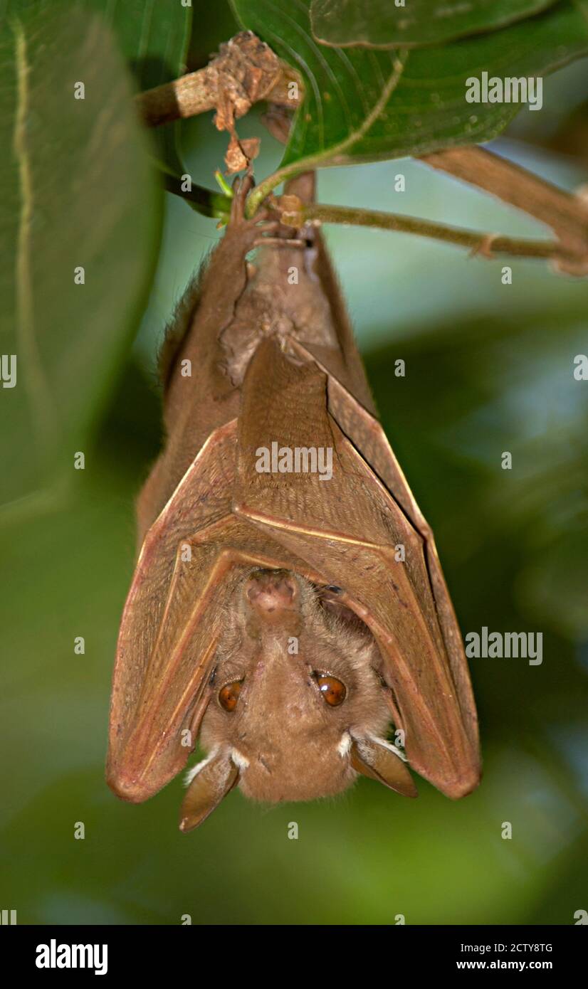 Close-up of a bat hanging from a branch, Lake Manyara, Arusha Region, Tanzania Stock Photo