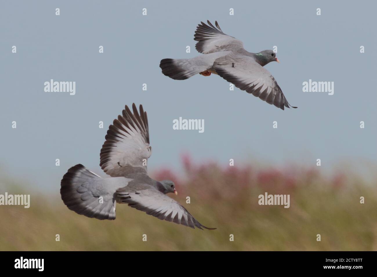 stock doves (Columba oenas) in flight Stock Photo