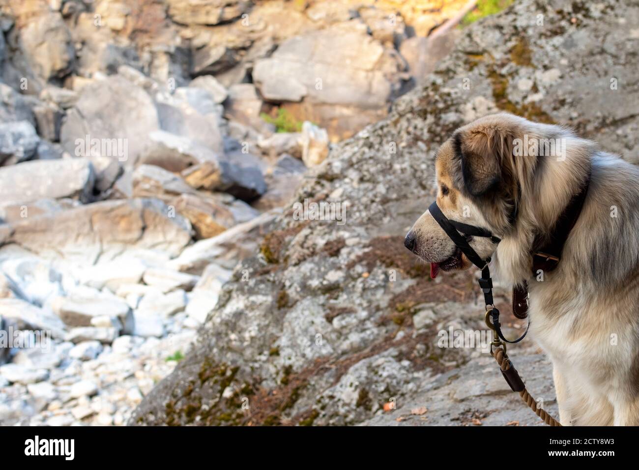 An Anatolian Dog with a muzzle and leash looks down into a canyon. Stock Photo
