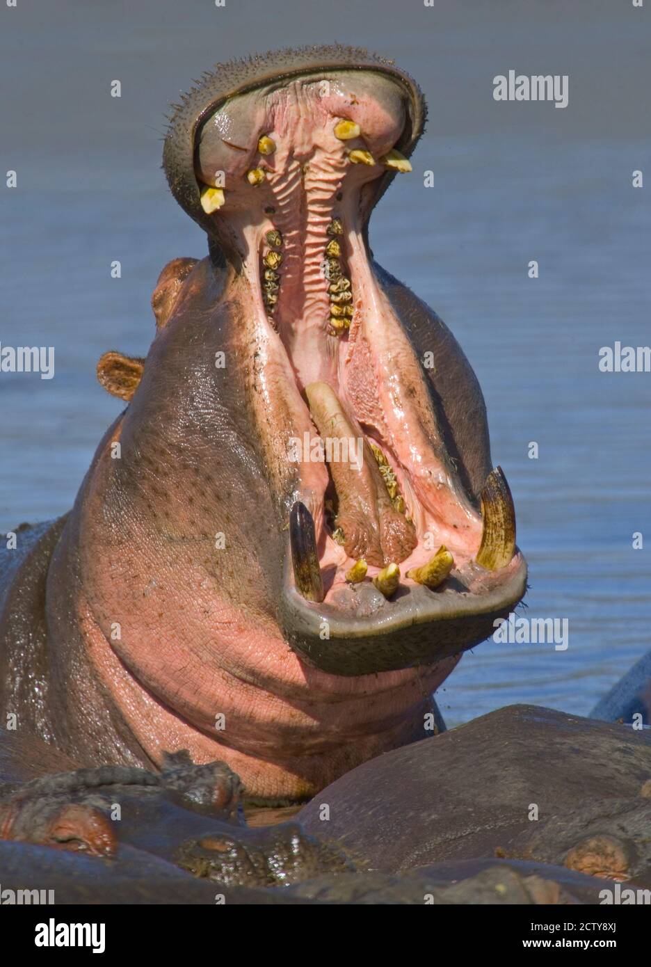 Close-up of a hippopotamus yawning, Lake Manyara, Arusha Region, Tanzania (Hippopotamus amphibius) Stock Photo