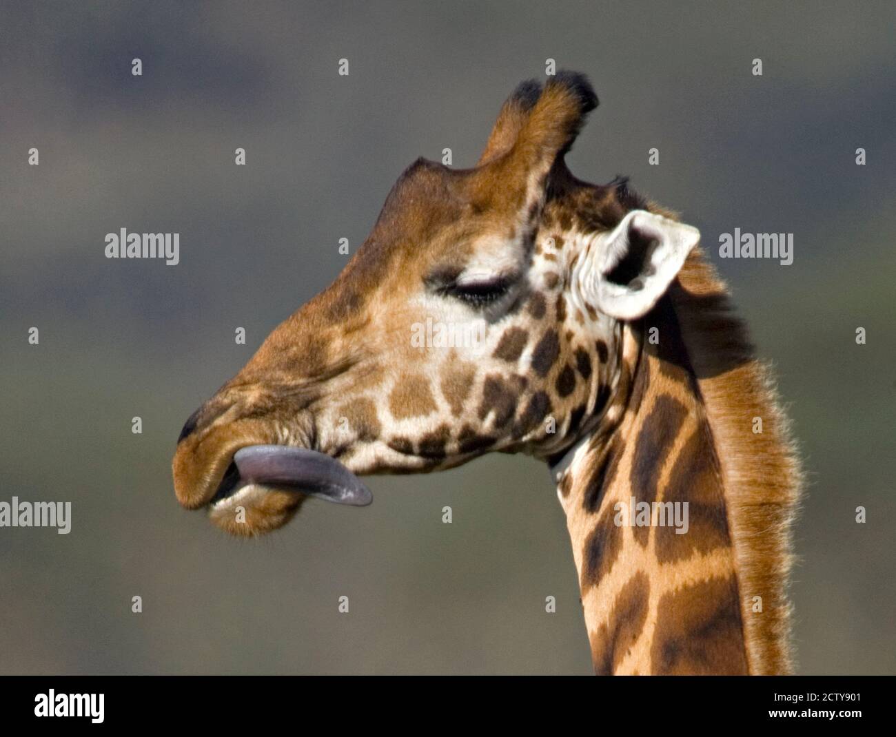 Close-up of a Rothschild's giraffe, Lake Nakuru, Kenya (Giraffa camelopardalis rothschildi) Stock Photo