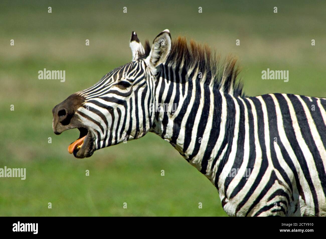 Side profile of a zebra braying, Ngorongoro Conservation Area, Arusha Region, Tanzania (Equus burchelli chapmani) Stock Photo