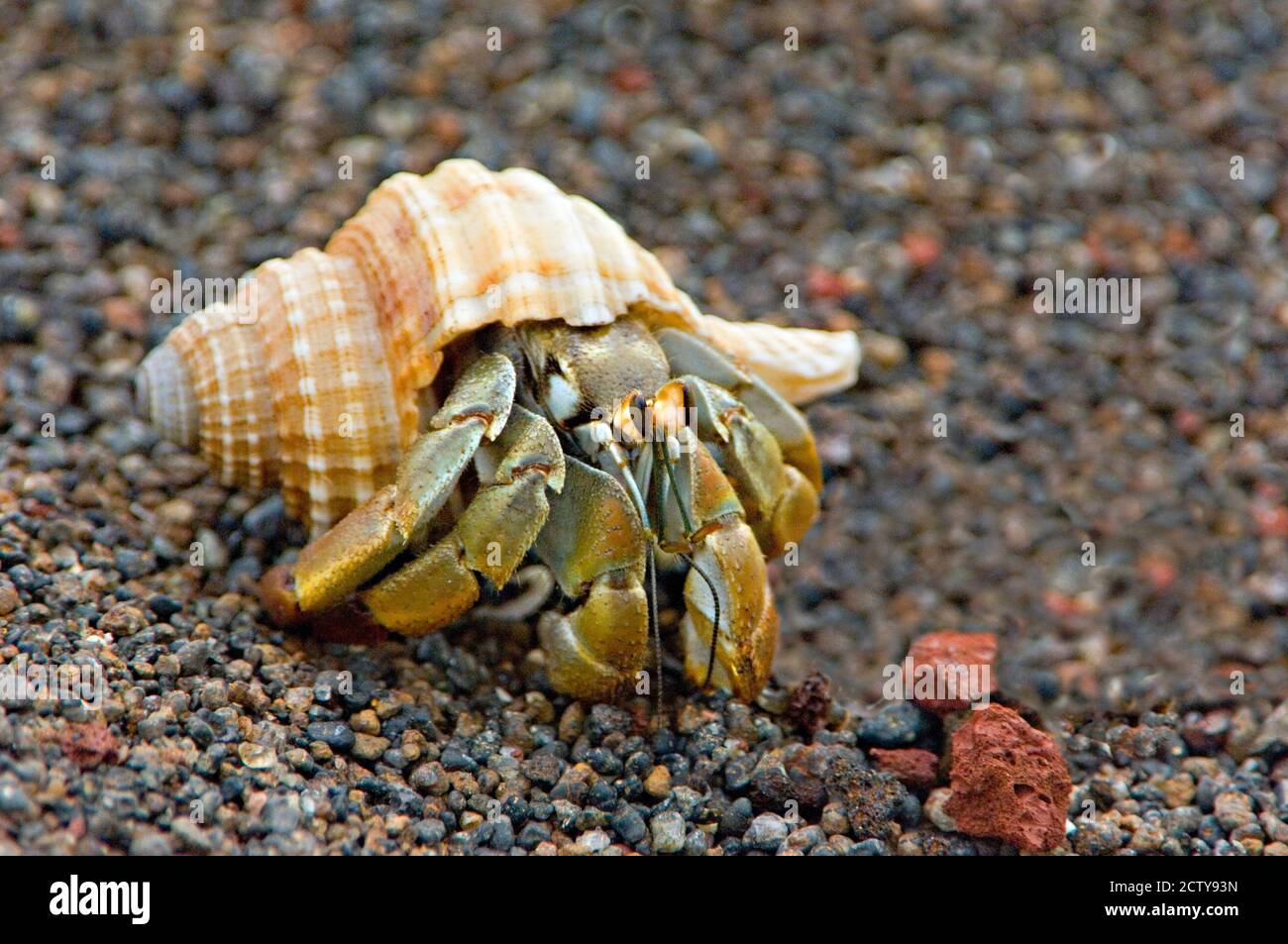 Close-up of a Hermit crab (Coenobita clypeatus), Galapagos Islands, Ecuador Stock Photo