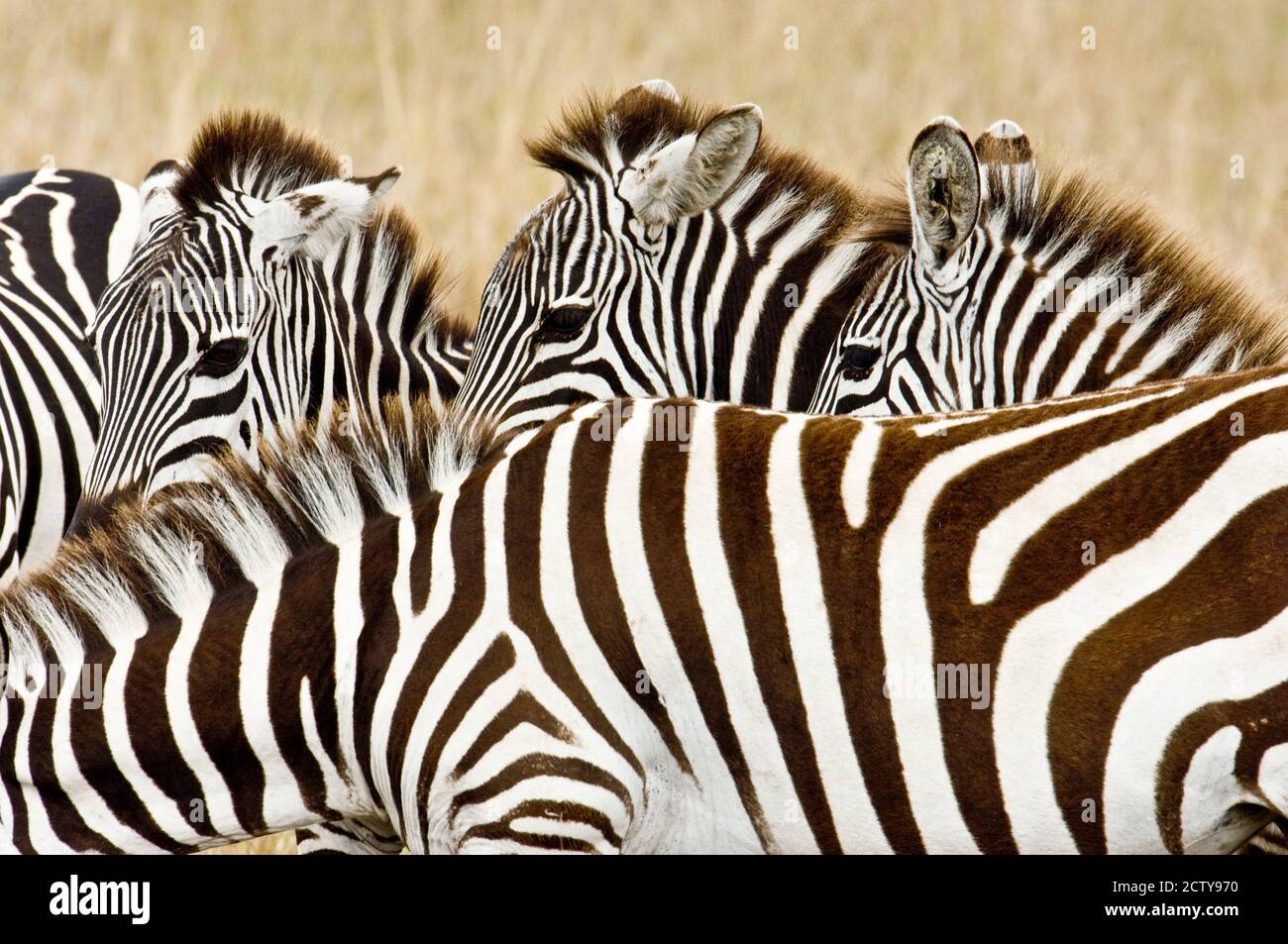 Five zebras on the plain, Masai Mara, Kenya Stock Photo