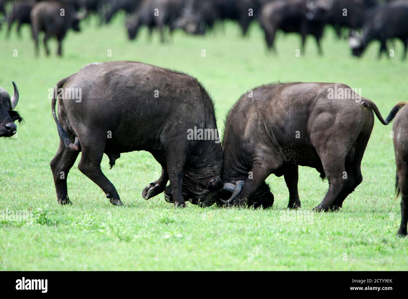 Cape buffalo bulls (Syncerus caffer) sparring, Ngorongoro Crater, Ngorongoro, Tanzania Stock Photo
