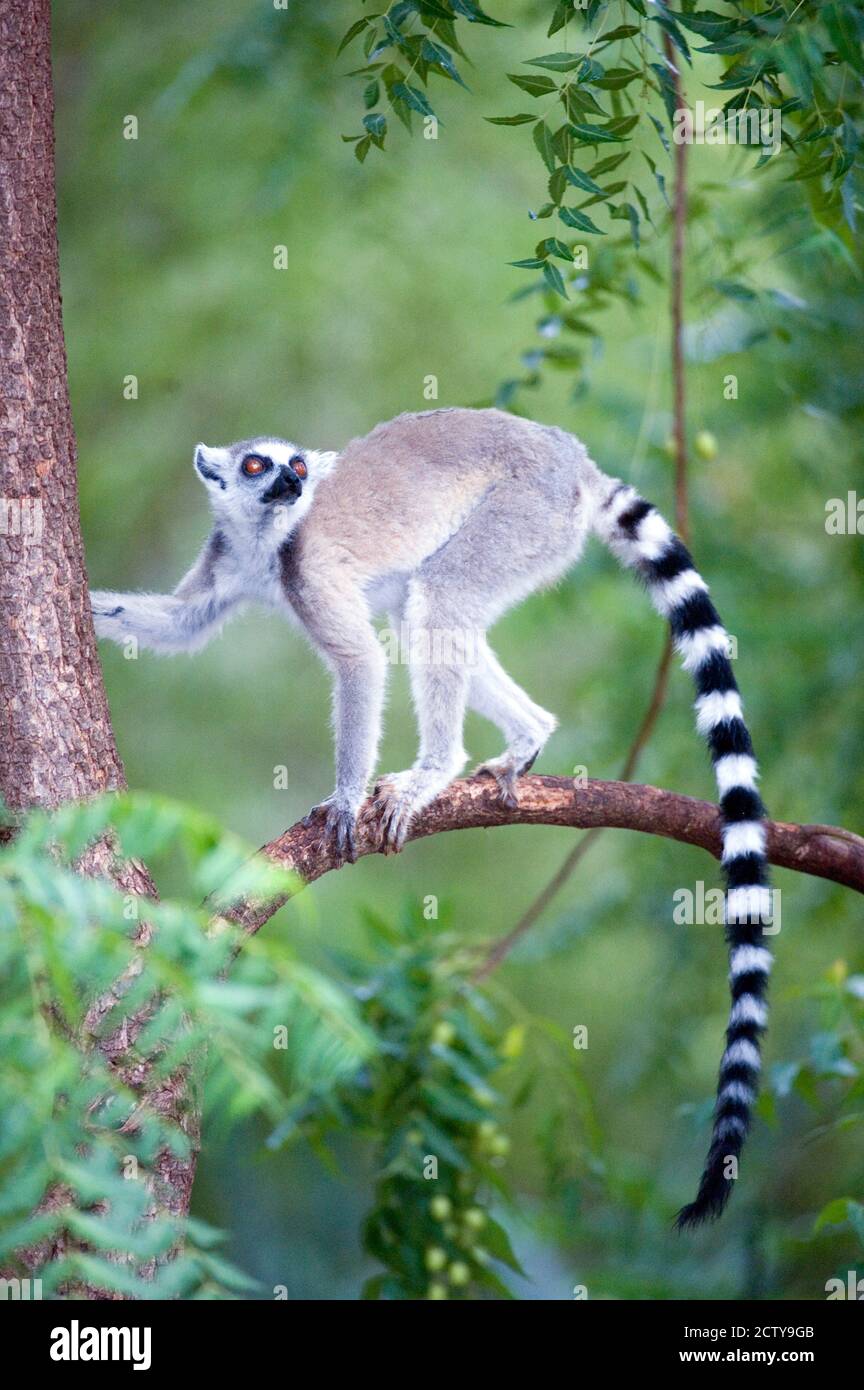 Ring-Tailed lemur (Lemur catta) climbing a tree, Berenty, Madagascar Stock Photo