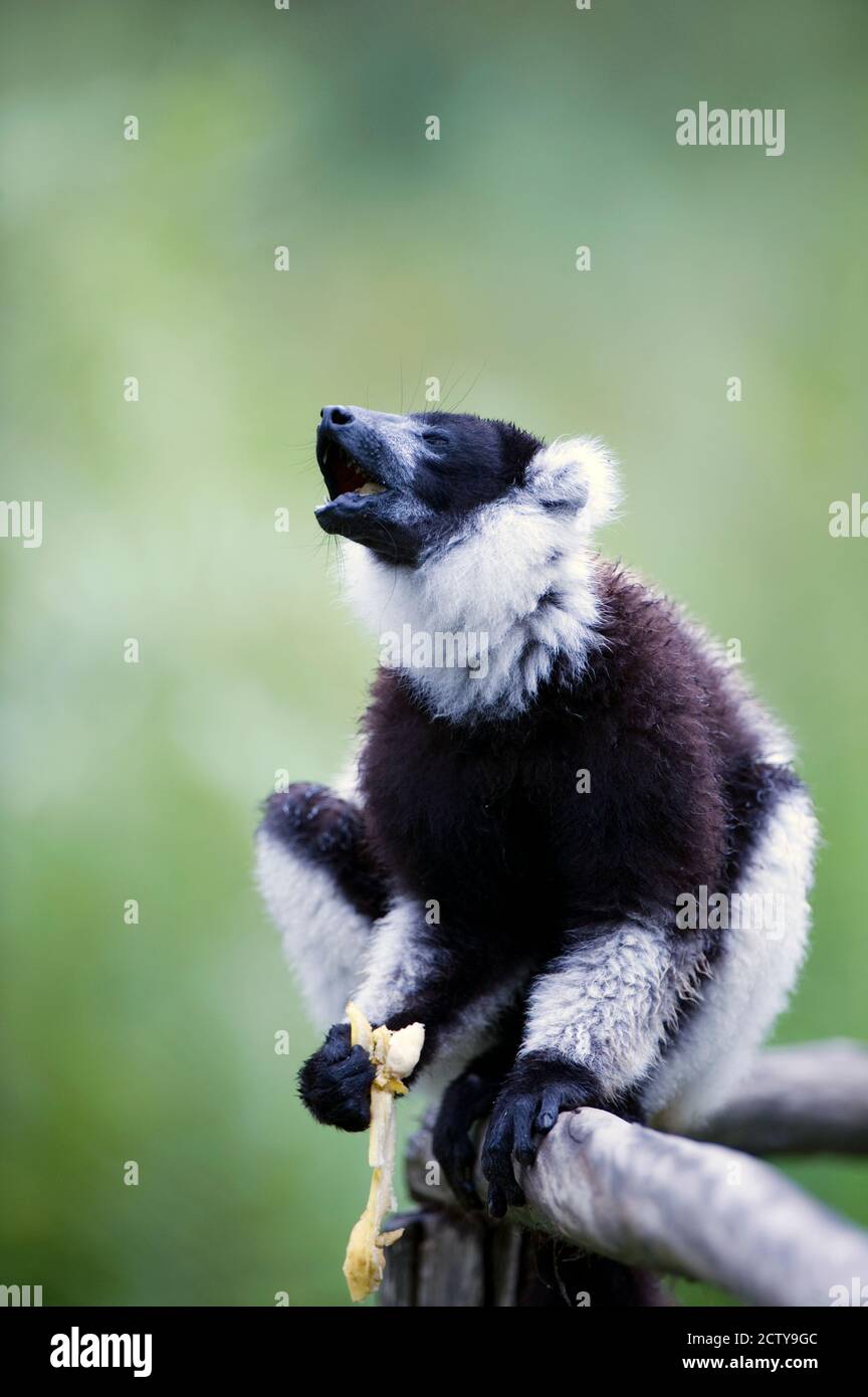 Black and White Ruffed lemur (Varecia variegata) sitting on a branch, Lemur Island, Madagascar Stock Photo