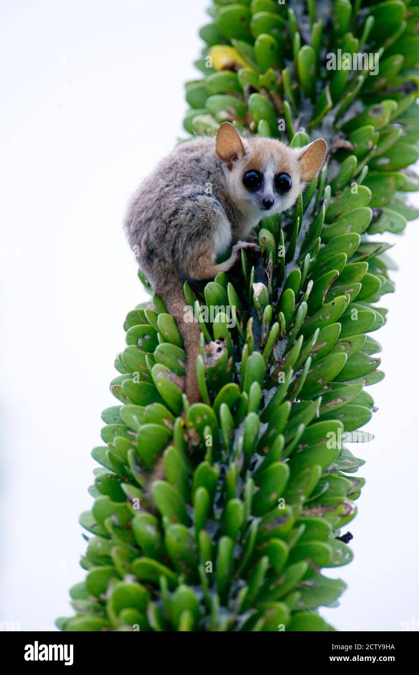 Close-up of a Grey Mouse lemur (Microcebus murinus) on a tree, Berenty, Madagascar Stock Photo