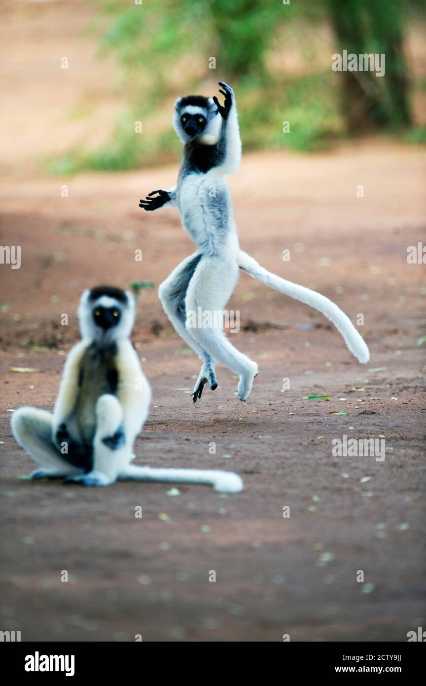 Arboreal animals in the wild hi-res stock photography and images - Alamy Arboreal animals in the wild hi-res stock photography and images - Alamy