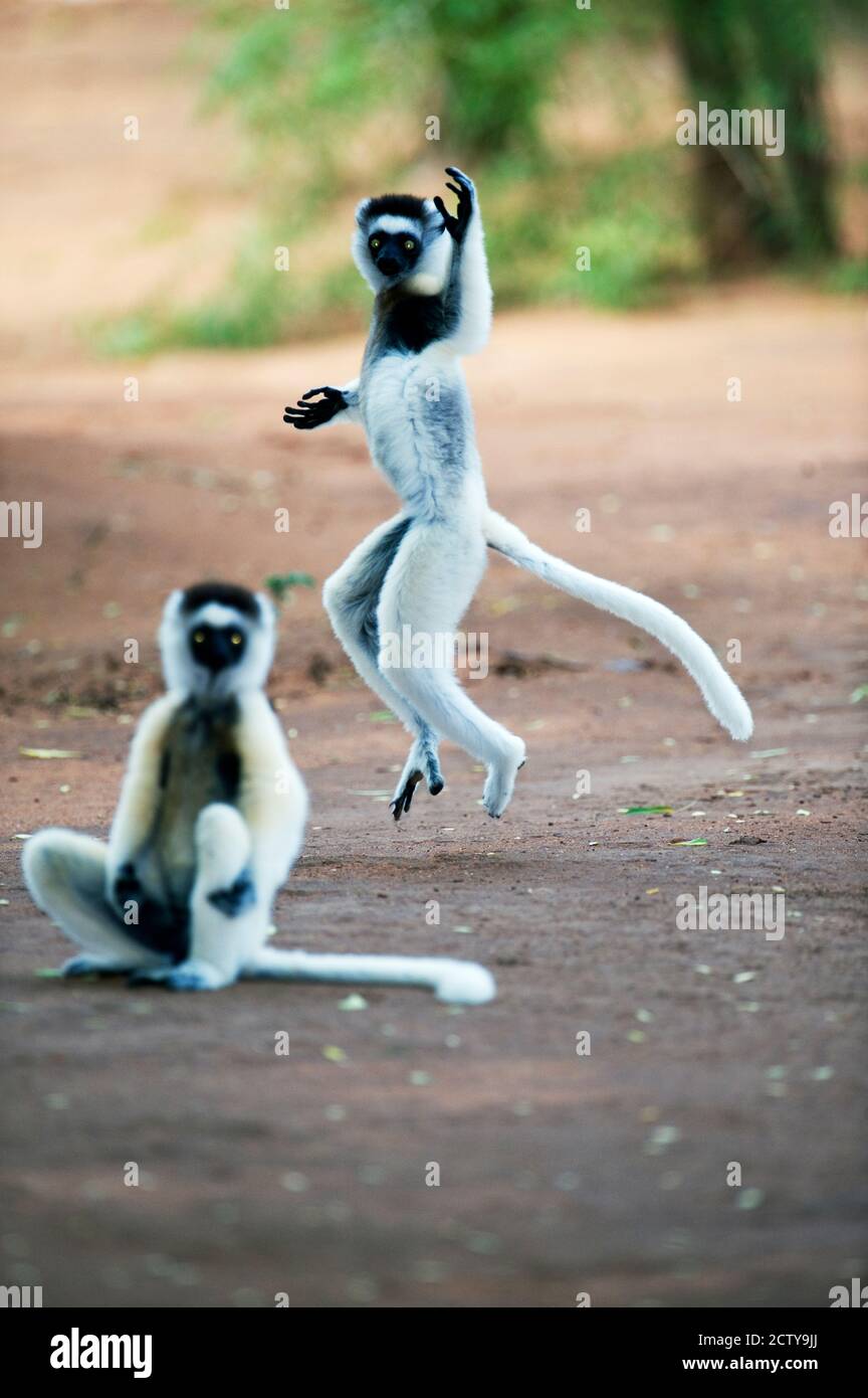 Verreaux's sifaka (Propithecus verreauxi) dancing in a field, Berenty, Madagascar Stock Photo