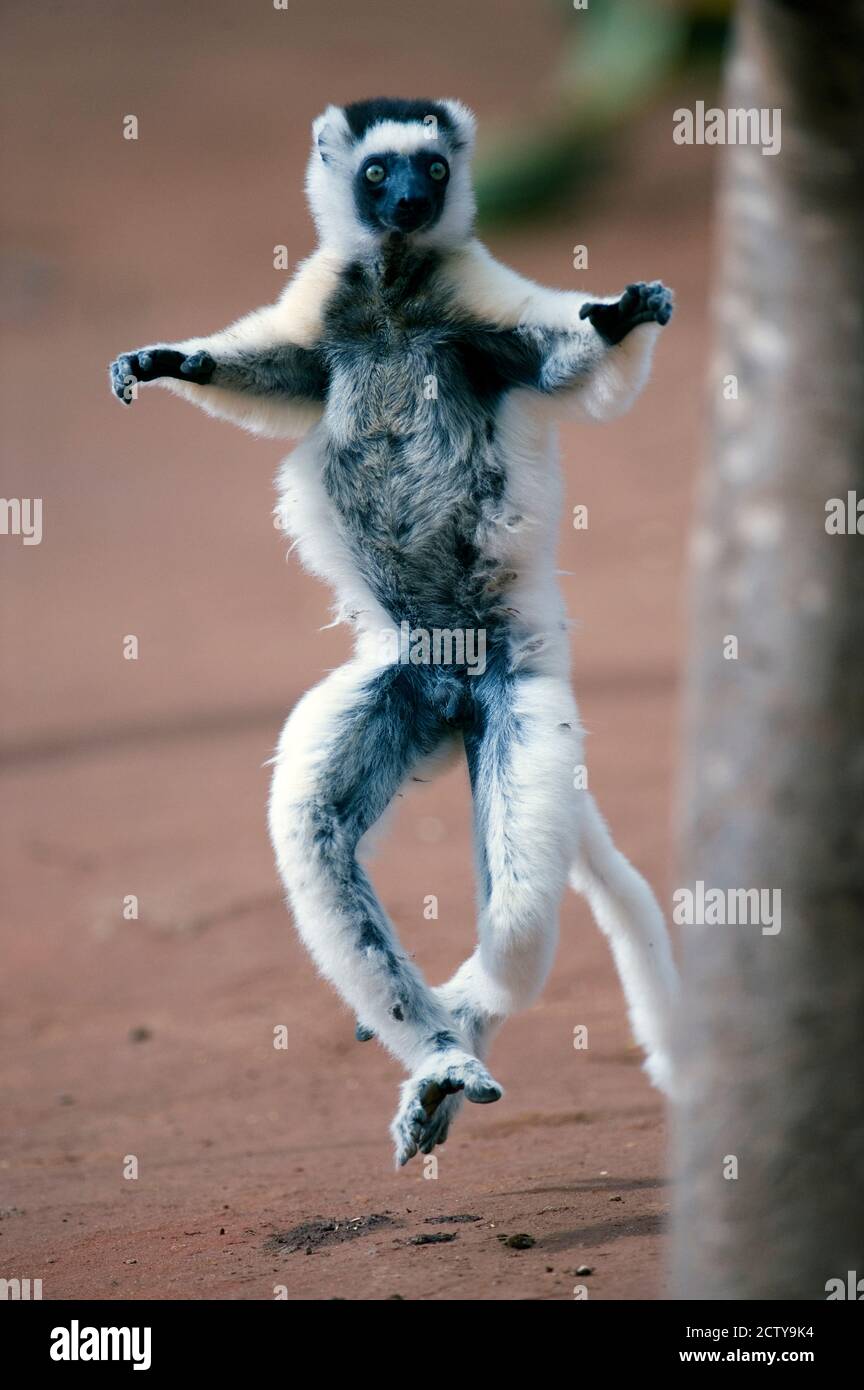 Verreaux's sifaka (Propithecus verreauxi) dancing in a field, Berenty, Madagascar Stock Photo
