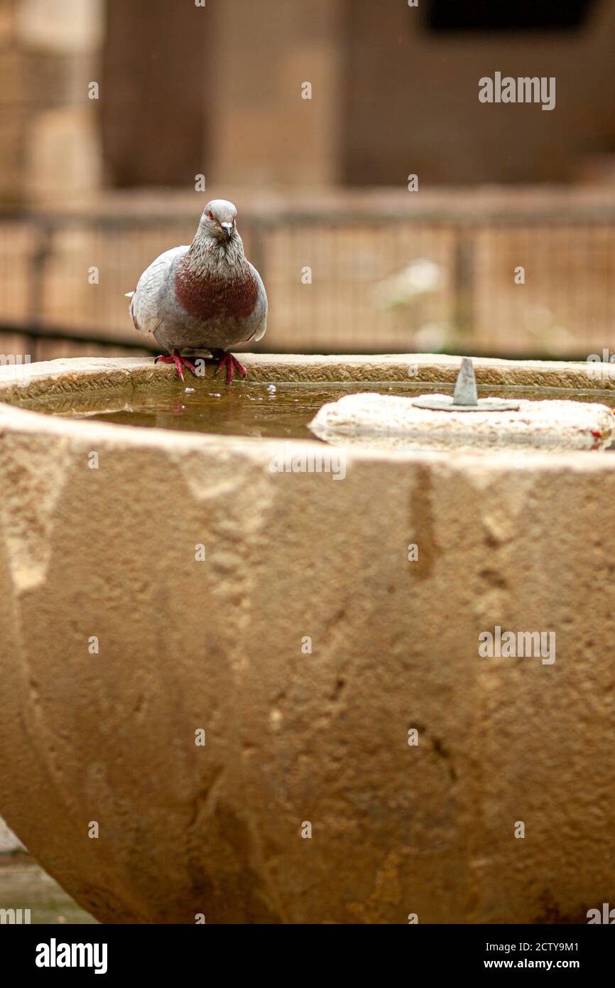 Close up isolated image of a street pigeon with brown chest and red eye (Columba livia domestica) that is perching on an ancient stone fountain to get Stock Photo