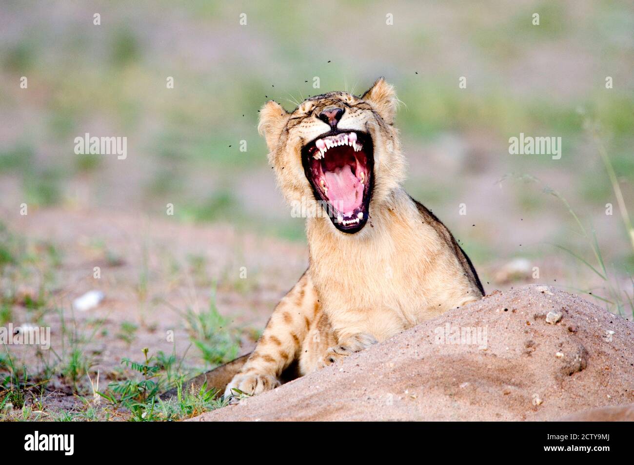 Flies on head of lion cub (Panthera leo), Tarangire National Park, Tanzania Stock Photo