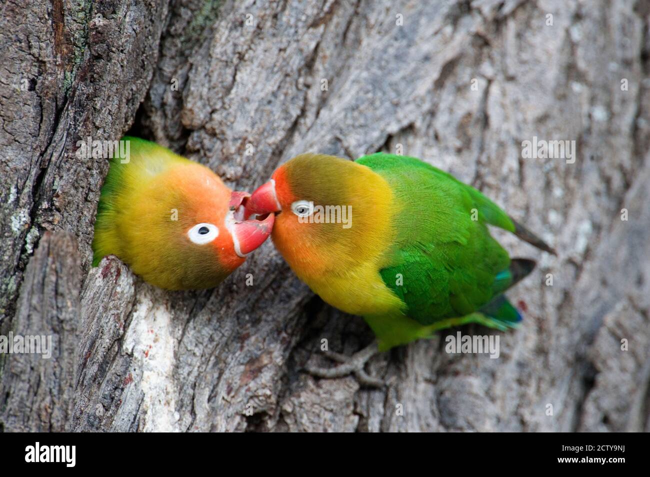 Close-up of a pair of lovebirds, Ndutu, Ngorongoro, Tanzania Stock Photo